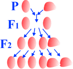 Descendencia en un monohibridismo con dominancia