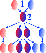Descendencia en un monohibridismo intermedio