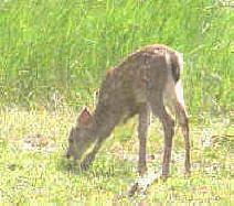 Coevolución concertada