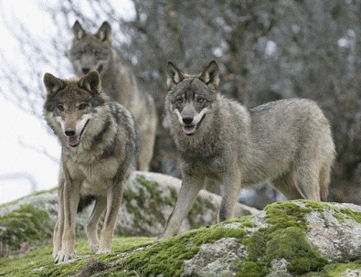 Con la aparición de los carnívoros se equilibra el consumo de materia orgánica, al tener un efecto directo sobre el número de herbívoros