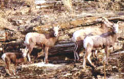 factores efecto de grupo 