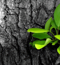 El tronco de un árbol o la simple grieta de una roca es considerado un microecosistema