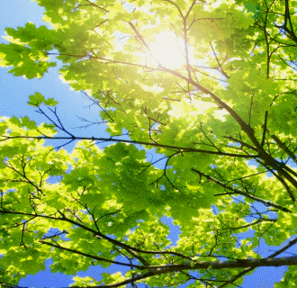 Los autótrofos son plantas verdes capaces de ejercer la fotosíntesis