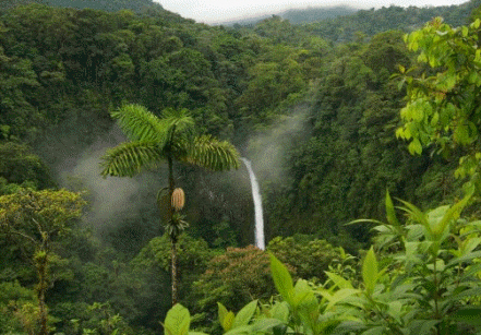 Las sucesiones culminan con el establecimiento de un ecosistema biológicamente estable