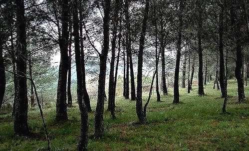Bosque mediterráneo