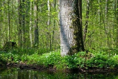 Bosque templado caducifolio