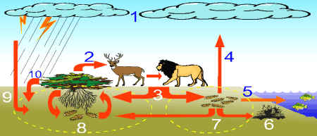 Ciclo del nitrógeno