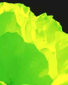 La clorofila es la encargada de absorber la luz necesaria para que la fotosíntesis pueda ser llevada a cabo, proceso que culmina con la transformación de la energía luminosa en energía química.