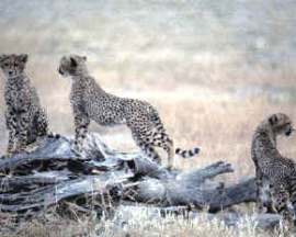 comunidades animales