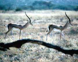 comunidades animales