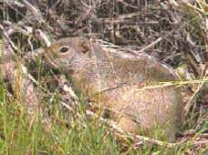 animales excavadores