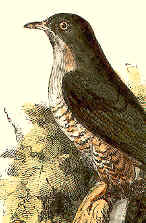 Algunas aves, como el cuco, practican el parasitismo