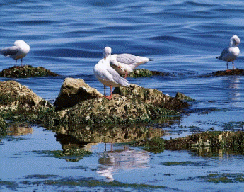 La ecología comprende varias ciencias que se interrelacionan, como la ecología terrestre, dulceacuícola (lagos, pantanos...) y marina (oceanografía)