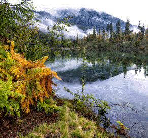 La ecología comprende varias ciencias que se interrelacionan, como la ecología terrestre, dulceacuícola (lagos, pantanos...) y marina (oceanografía)