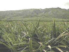 evoluciones vegetales volcánicas