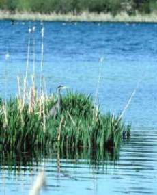 Ecología: Lagos y mares 