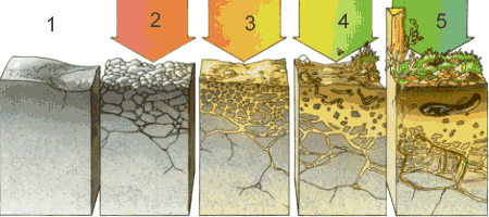 Proceso de formación de los suelos