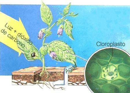La fotosíntesis se realiza en los cloroplastos de las células vegetales, gracias a una sustancia llamada clorofila.