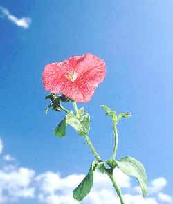 fotosíntesis se realiza en dos etapas: reacción luminosa y reacción en la oscuridad.