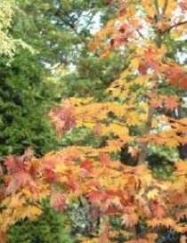 especies de frondosas de hoja perenne 