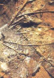 El humus es el resultado de la descomposición de restos animales y vegetales