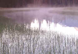 vegetación de los lagos