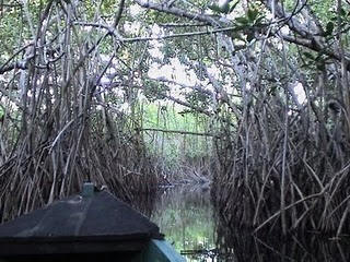comunidades vegetales de los manglares 