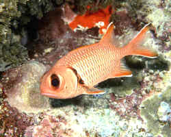 necton y animales marinos