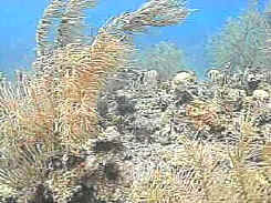 Ecología: adaptación