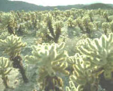 Ecología: adaptación