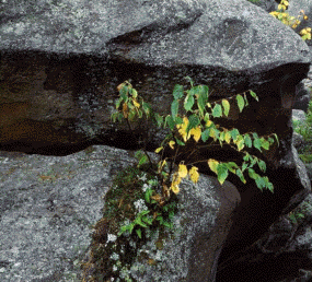 El tronco de un árbol o la simple grieta de una roca es considerado un microecosistema
