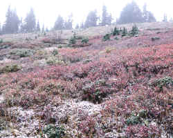 Los suelos son estructuras dinámicas que van cambiando desde sus inicios hasta adquirir un equilibrio con el entorno