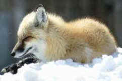 punto óptimo y límite de temperatura máxima 