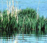 vegetación de los lagos