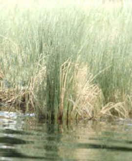 apariciones de vida vegetal