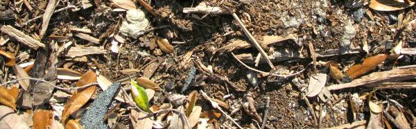 Una parte de la materia orgánica pasa a convertirse en carbono del suelo