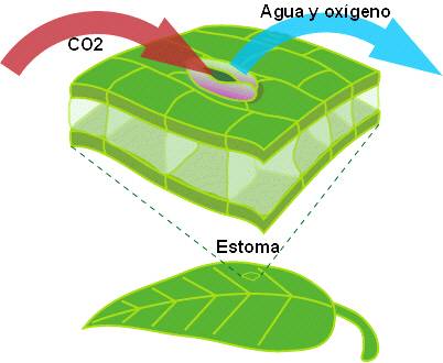 Los estomas de las hojas son pequeñas aberturas que permiten la entrada de dióxido de carbono y la salida del agua por evaporación