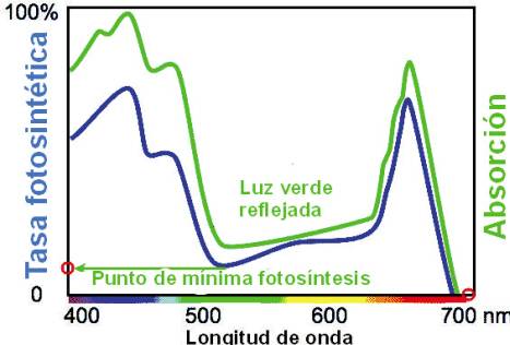 En la gráfica pueden observarse los puntos de mayor energía de la luz según su espectro; la luz azul y la roja son los que poseen mayor energía. Los puntos de máxima tasa fotosintética y de absorción se corresponden con esas dos zonas del espectro.
