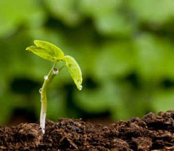 Todas las plantas verdes (que ejercen la fotosíntesis), requieren de una serie de minerales sustanciales, y de otros en menor medida, para un crecimiento sano y buen rendimiento en el proceso fotosintético