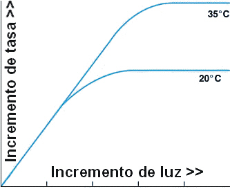 Fotosíntesis: Cuando el incremento de luz ha llegado a un punto de saturación, la tasa fotosintética ya sólo depende de la temperatura