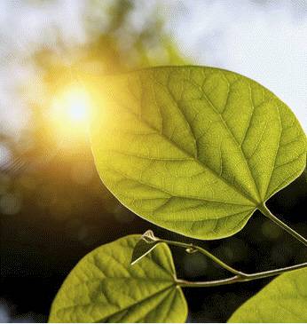 Las plantas verdes procesan el dióxido de carbono atmosférico y lo acumulan en sus células en forma de variados compuestos