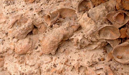 Sedimentos cálcicos depositados en el fondo marino