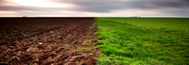 El suelo es la cubierta superficial de la parte continental de la tierra; desarrolla una actividad biológica y forma parte de varios procesos ecológicos y geológicos