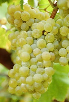 Uva albariña (albariño)