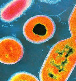 Las bacterias son microorganismos que existen en la naturaleza en gran número y en todos los ambientes imaginables. Las hay beneficiosas y también perjudiciales para la salud de humanos y animales.