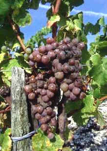 El más famoso de los vinos de Burdeos es el dulce de Sauternes y Barsac, que se obtiene permitiendo que las uvas sean infectadas por el moho Botrytis cinerea, el cual deshidrata las uvas y concentra sus azúcares.