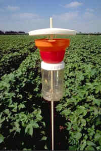 Trampa de feromonas utilizada para atraer y capturar los insectos que dañan las plantaciones de algodón en Rehovot, Israel. Los machos son atraídos por esta poderosa señal química y quedan atrapados. Este control biológico de las plagas supone una alternativa al control químico