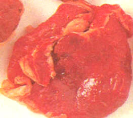 Cortes de carne: filete rápido