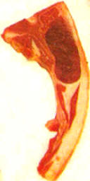 chuletas de palo de cordero