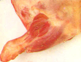 Paletilla completa de cordero